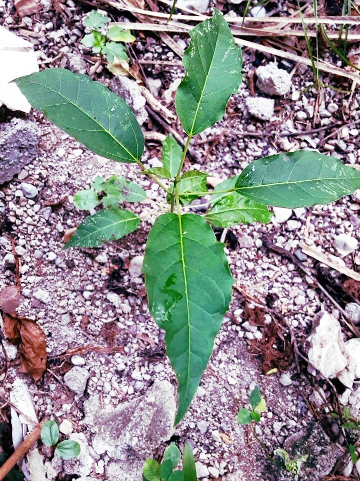seedling