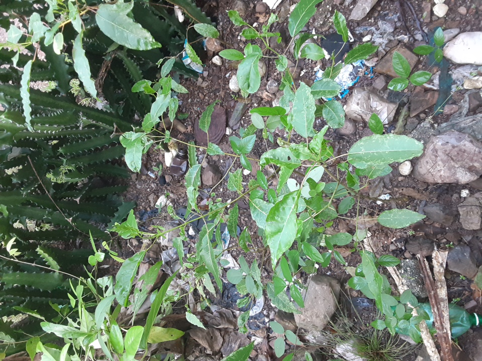 seedling