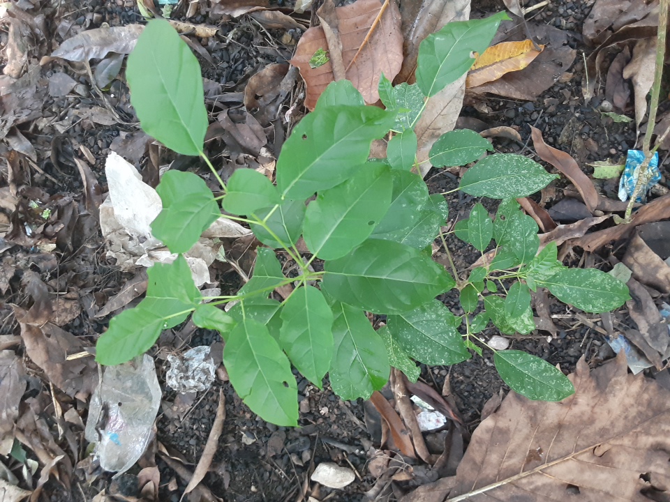 seedling