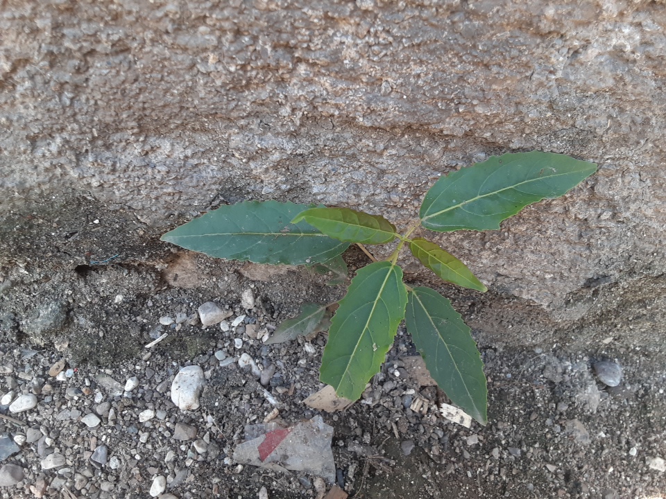 seedling