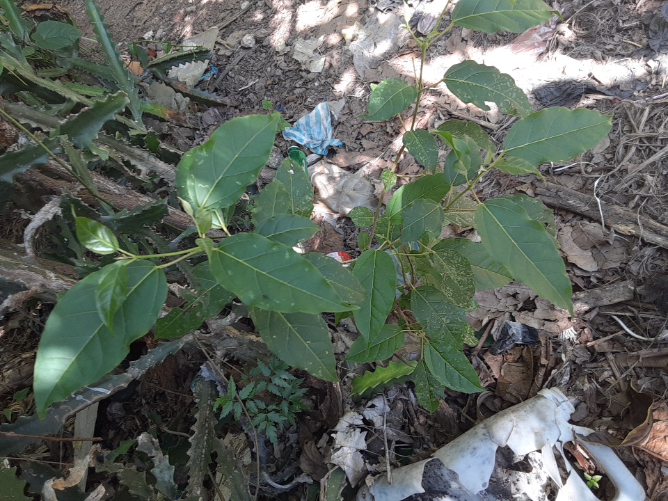 seedling