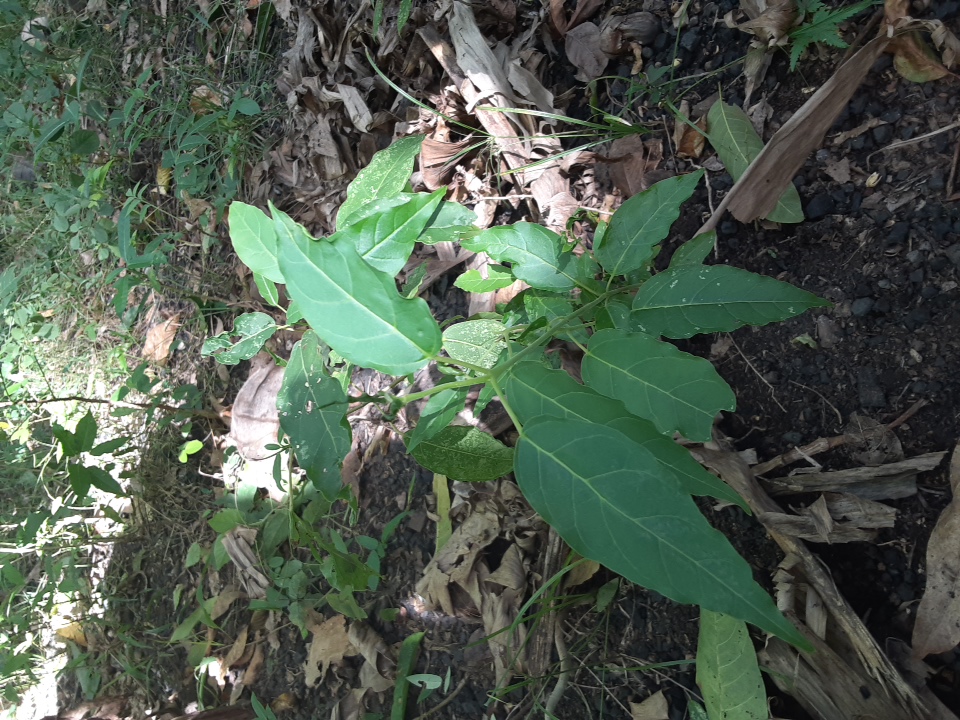 seedling