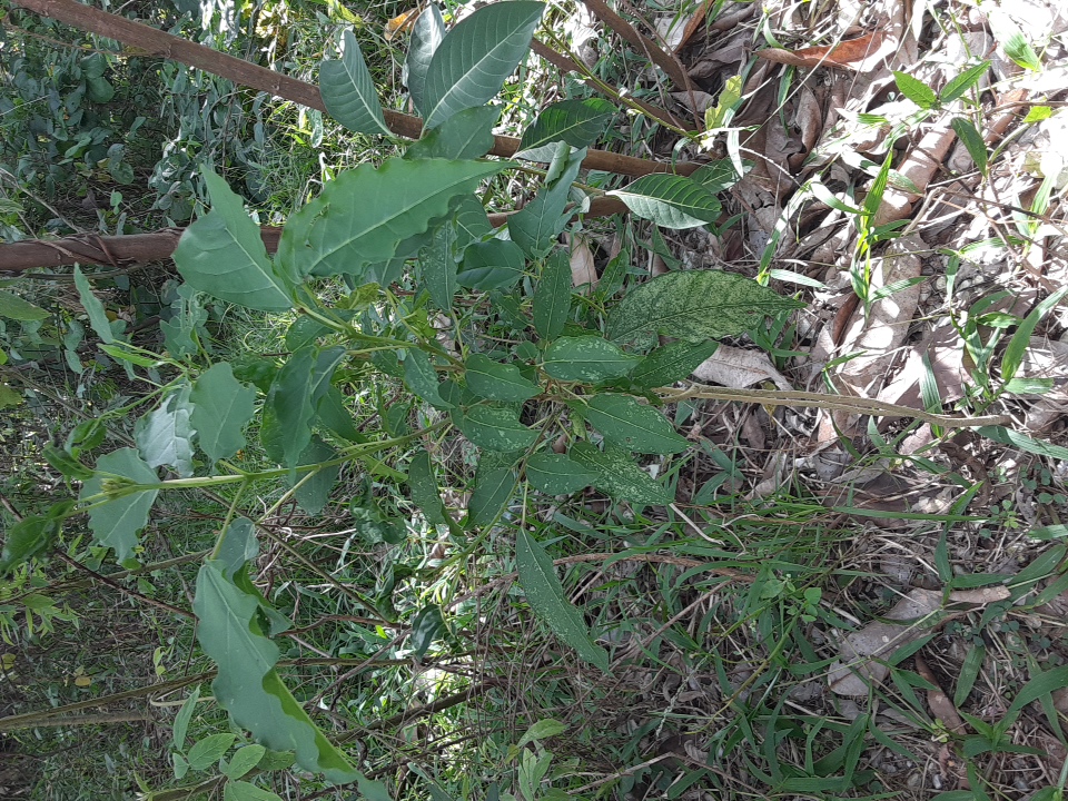 seedling