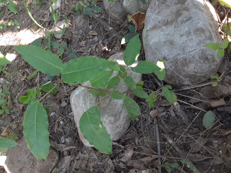 seedling