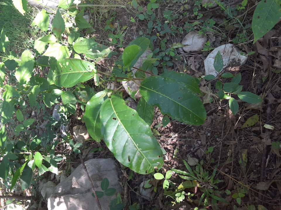 seedling