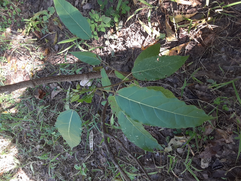 seedling