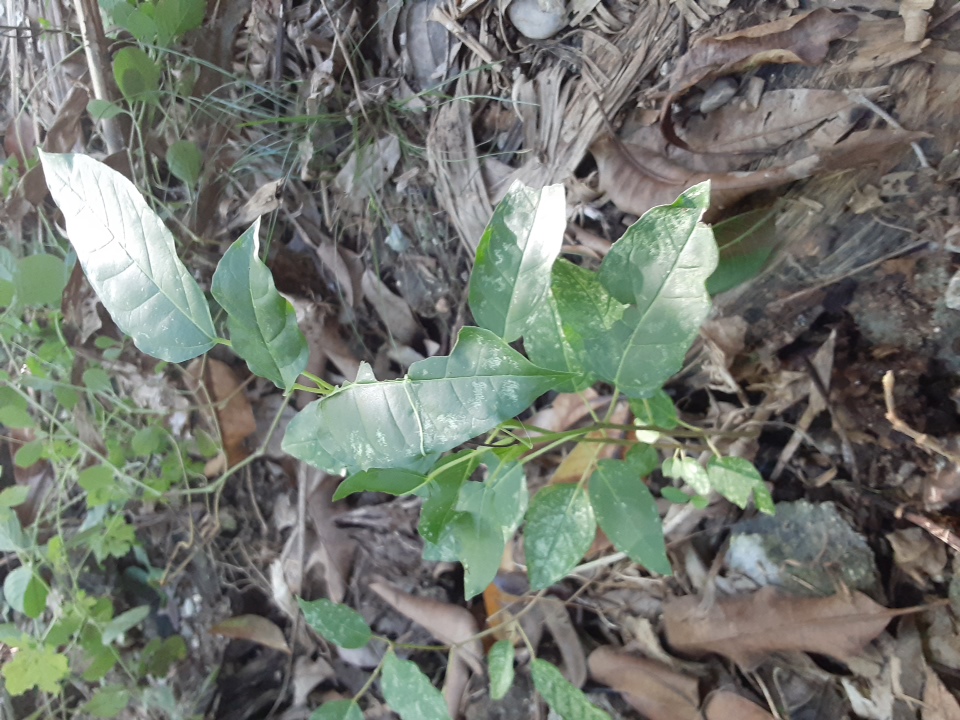 seedling