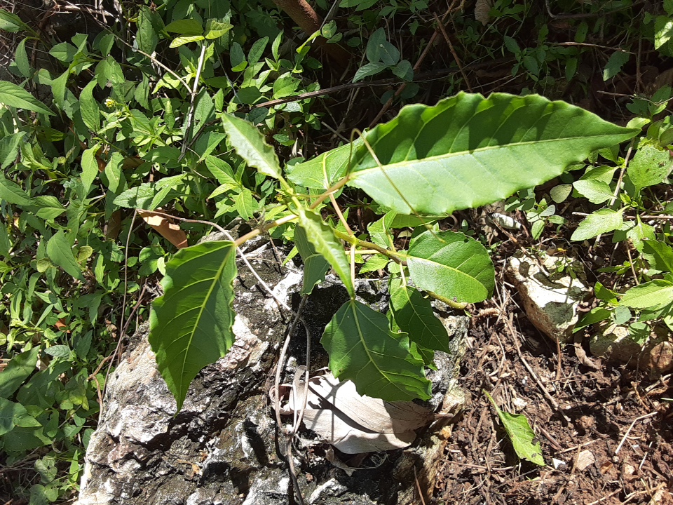 seedling