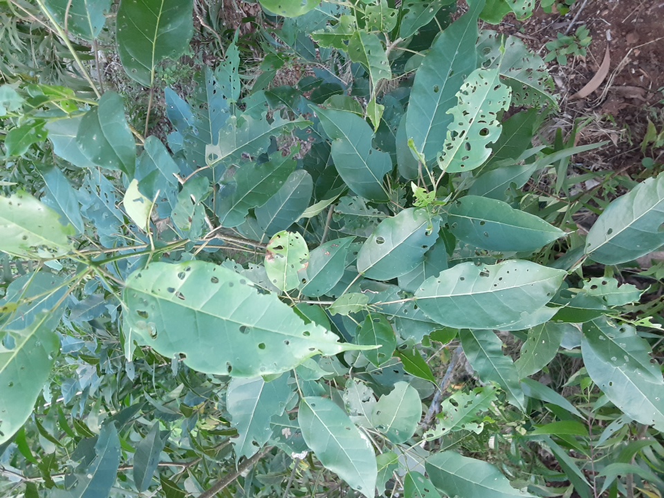 seedling