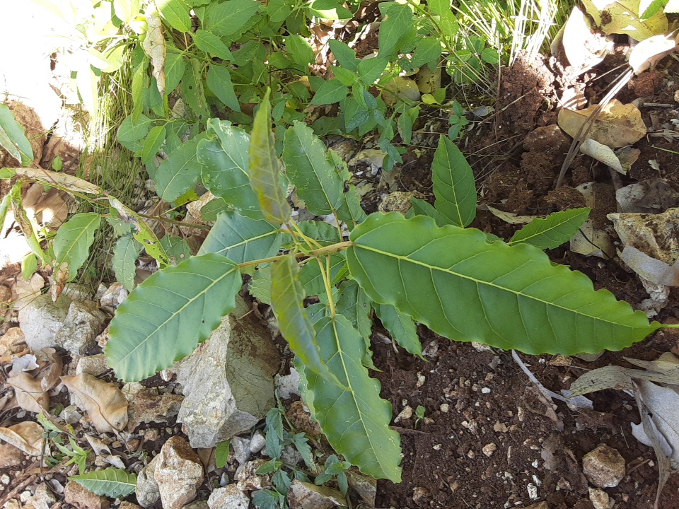 seedling