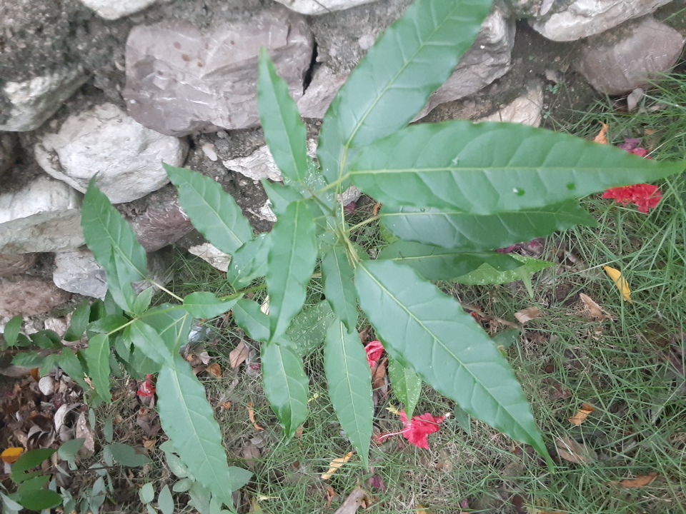 seedling