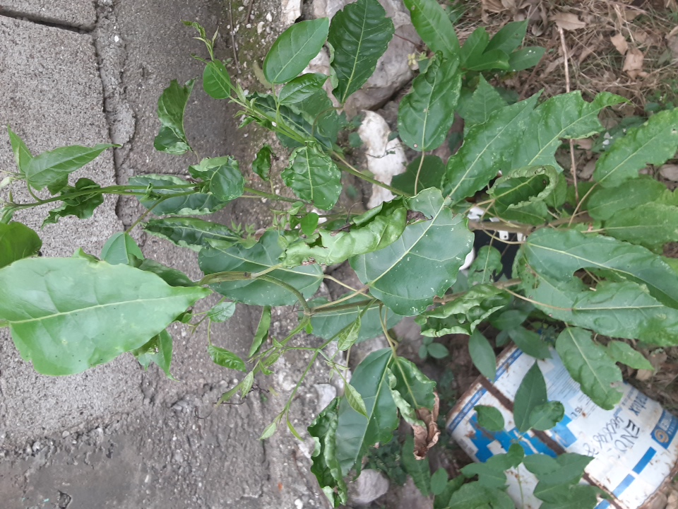 seedling