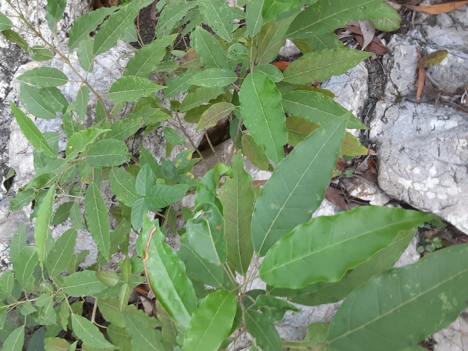 seedling
