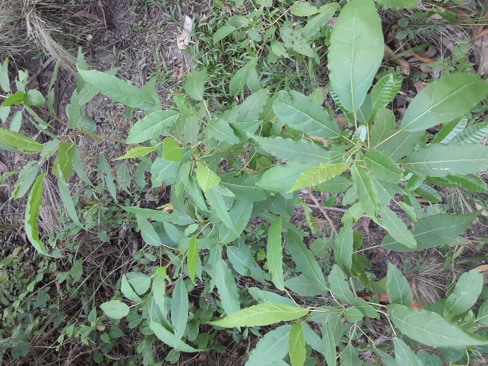 seedling