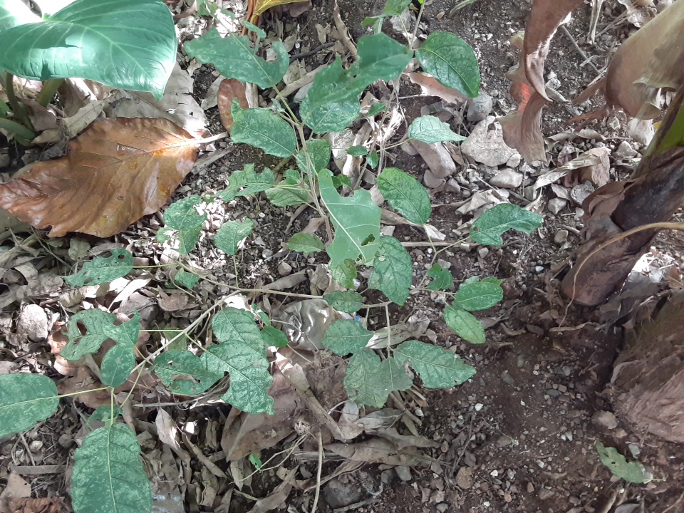 seedling