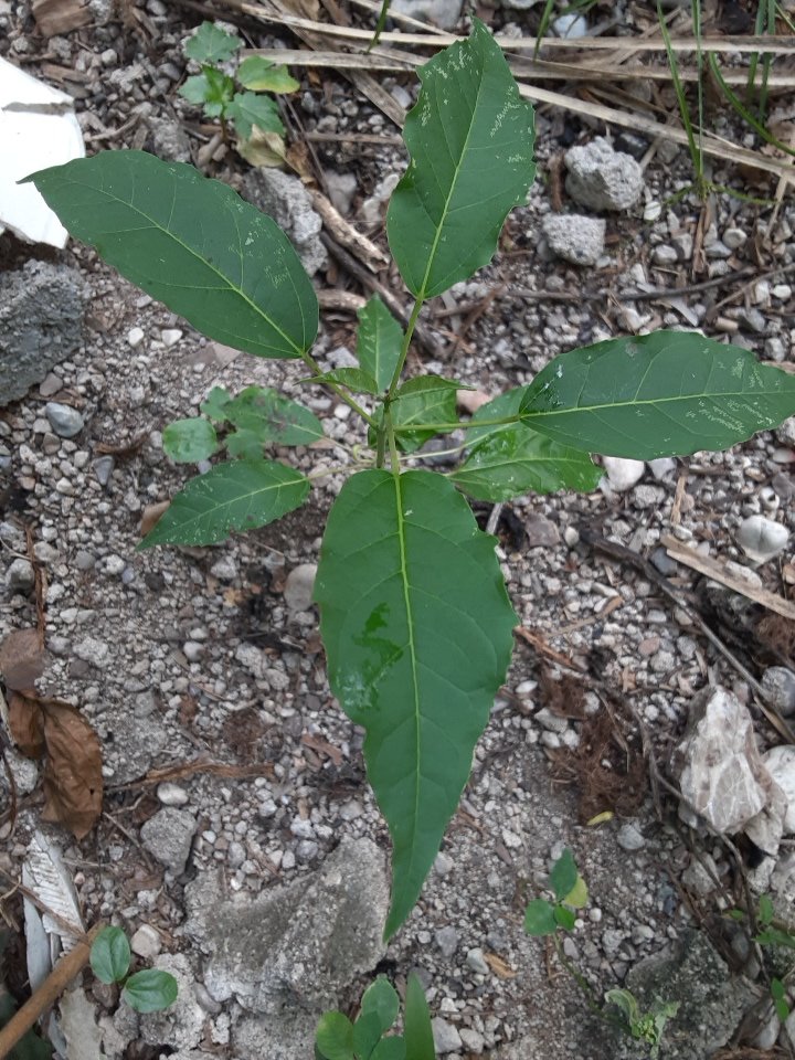 seedling