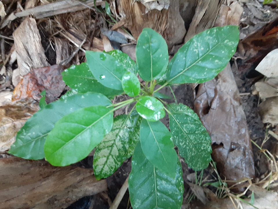 seedling
