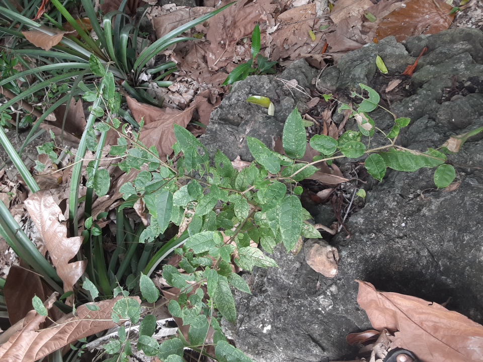 seedling
