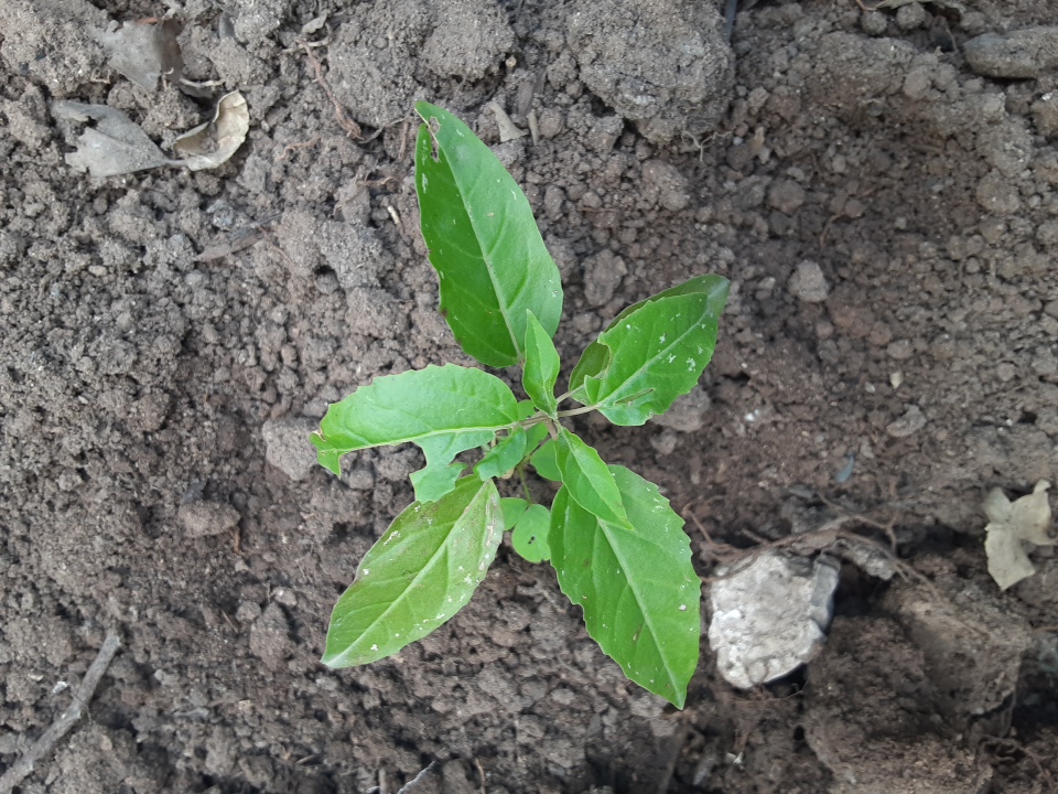 seedling