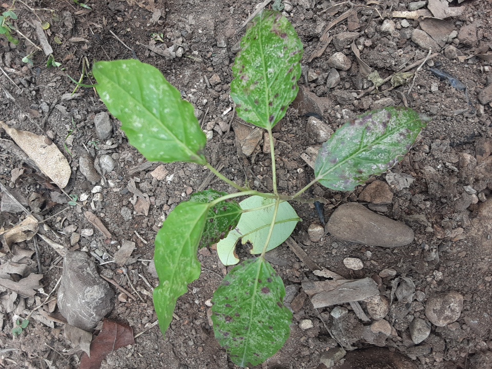 seedling