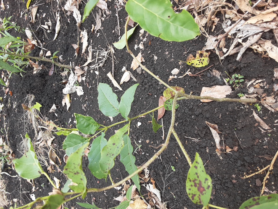 seedling