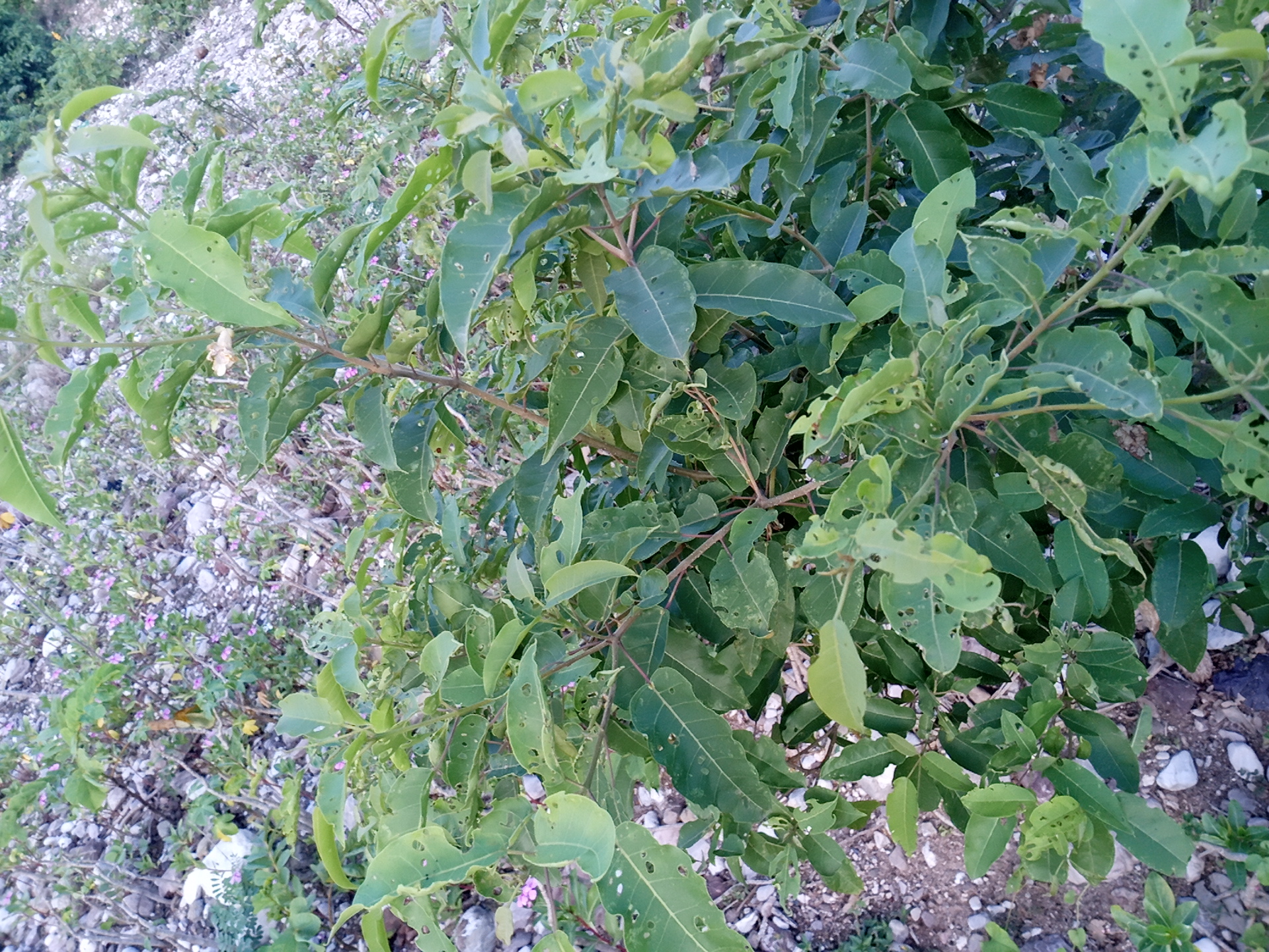 seedling