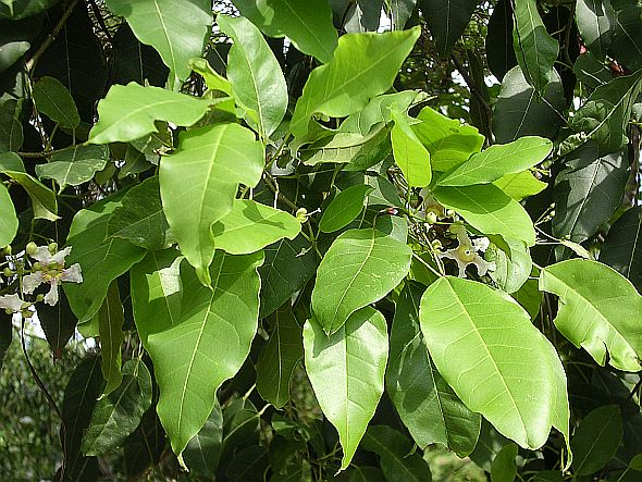 seedling