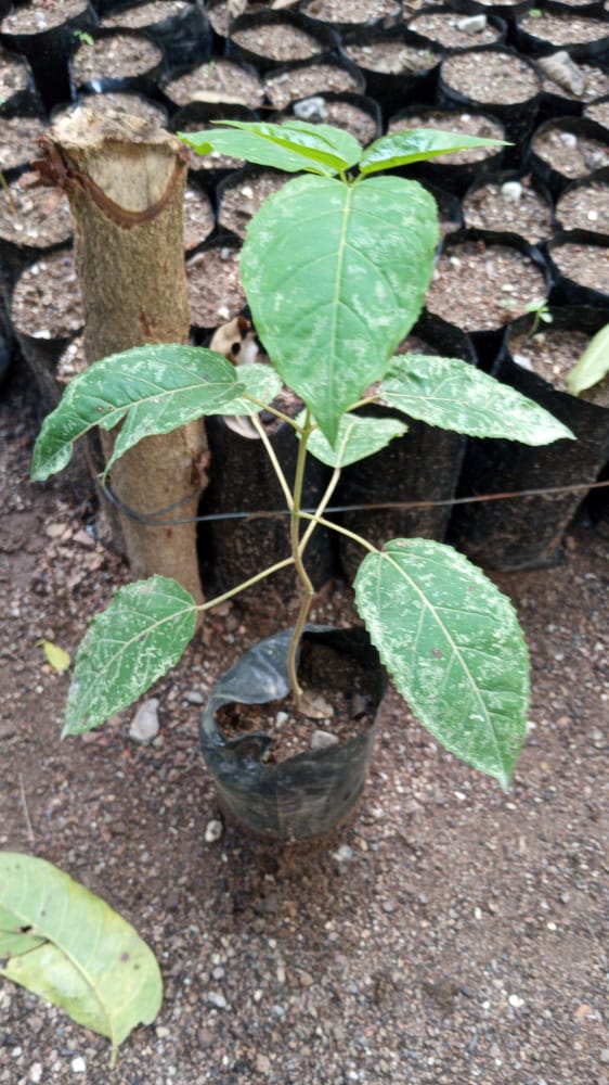 seedling