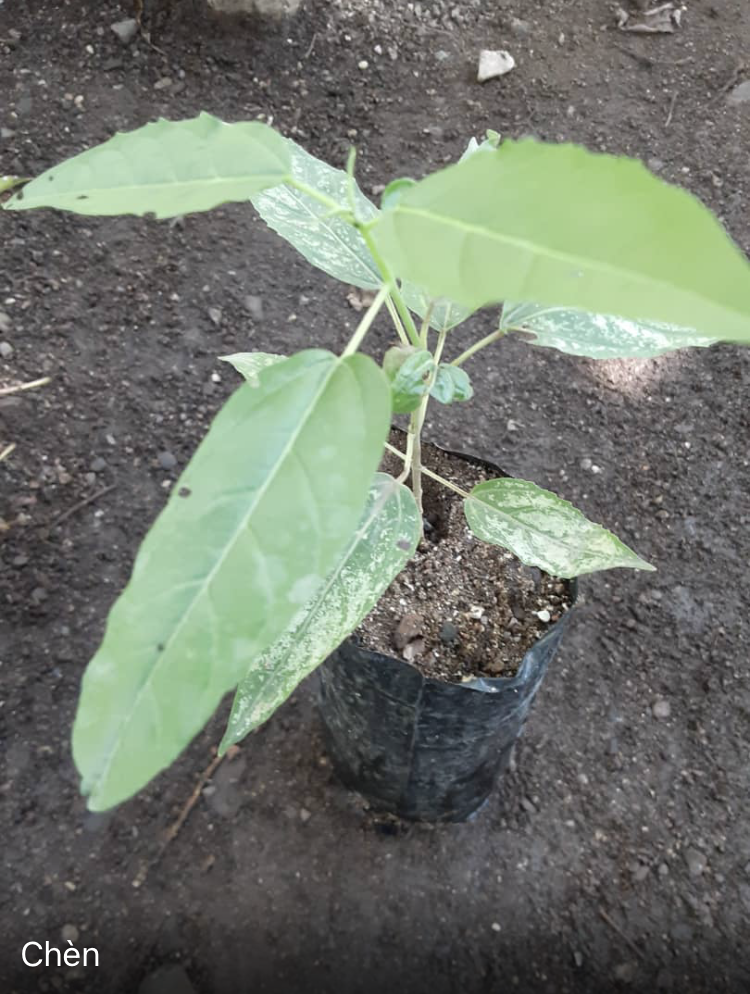 seedling