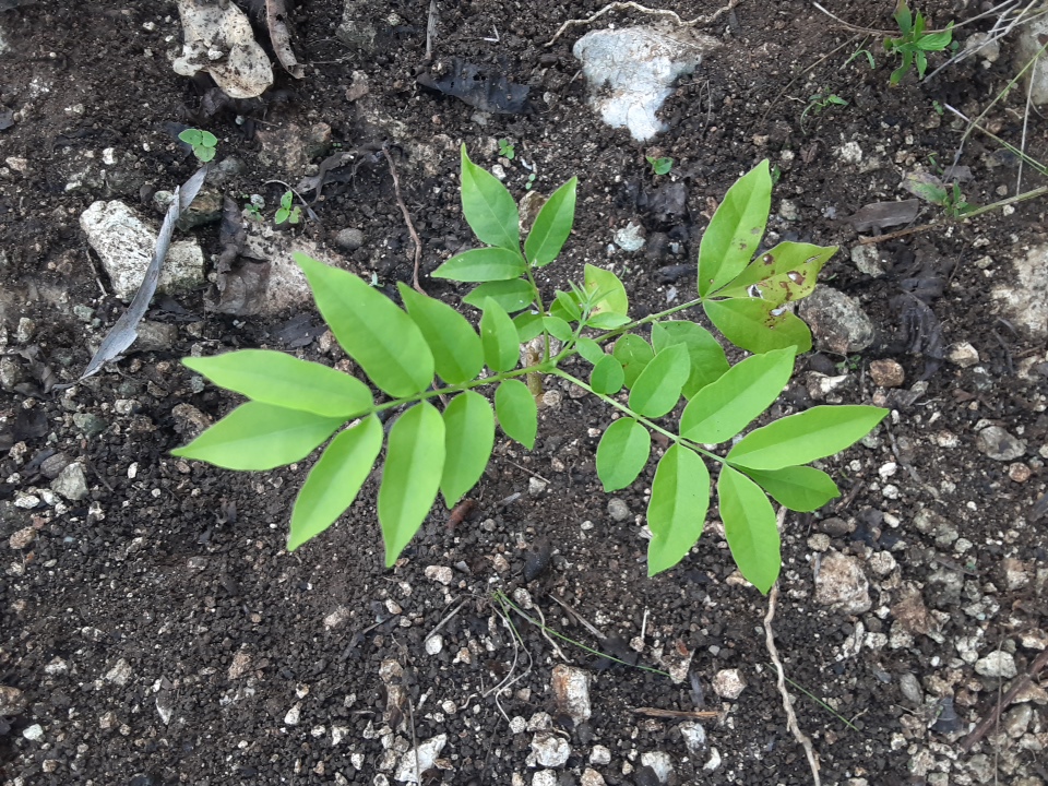 seedling