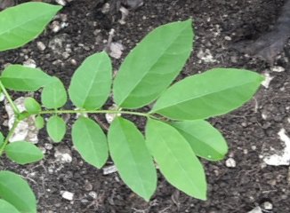 seedling