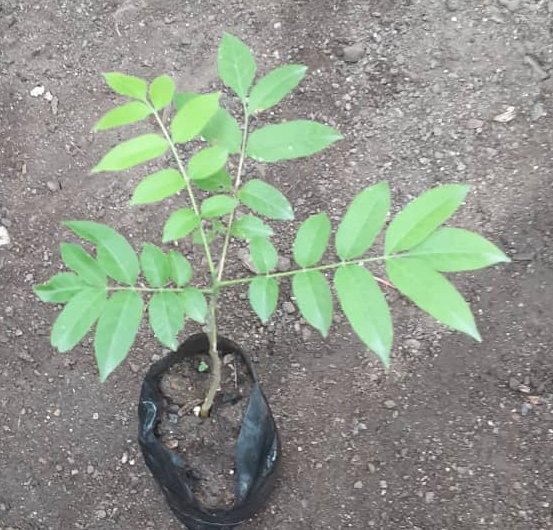 seedling