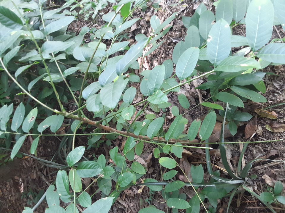 seedling