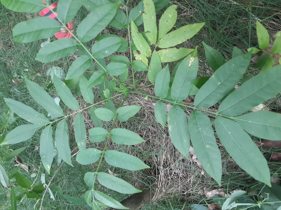seedling