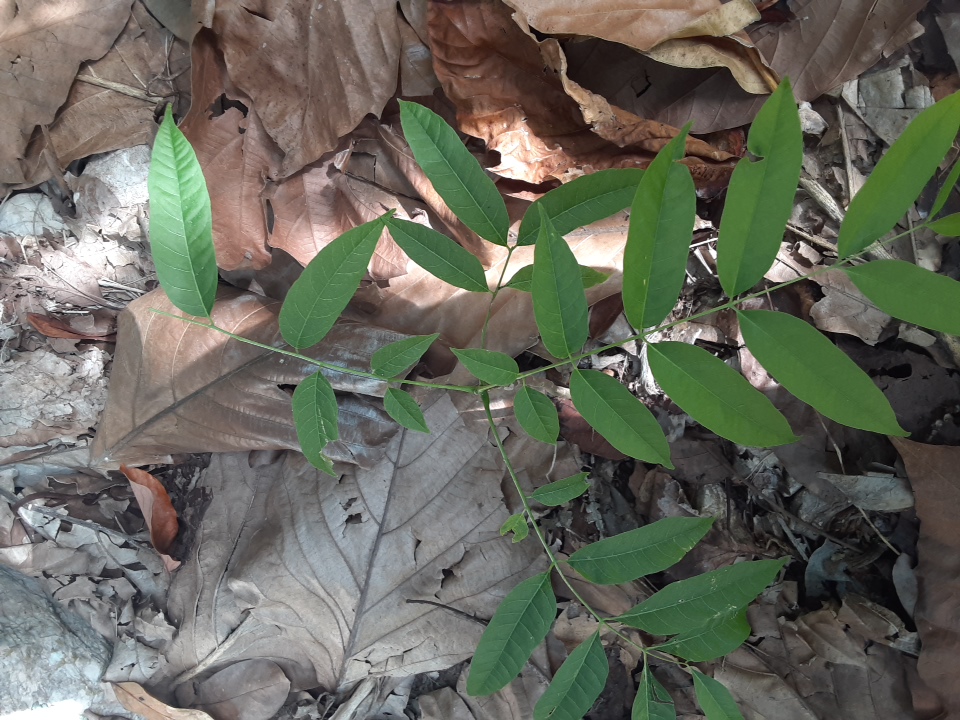 seedling