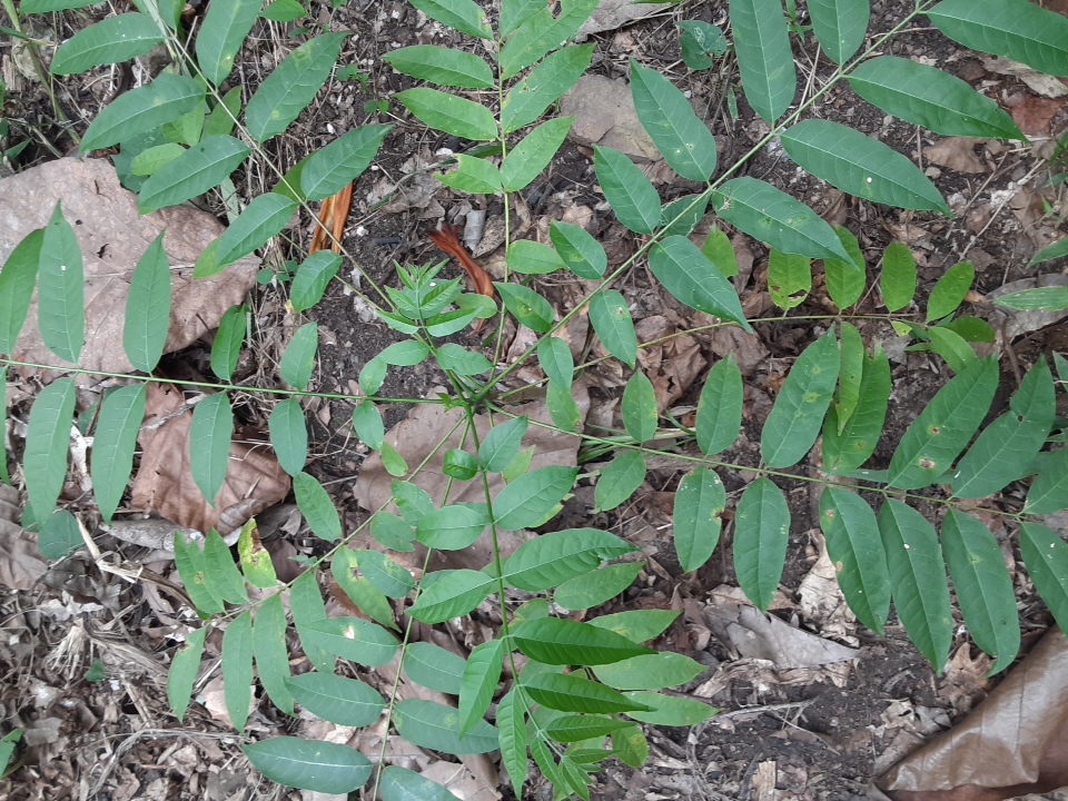 seedling