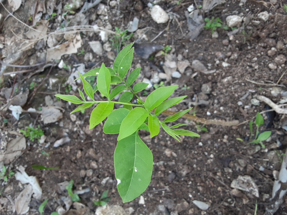 seedling