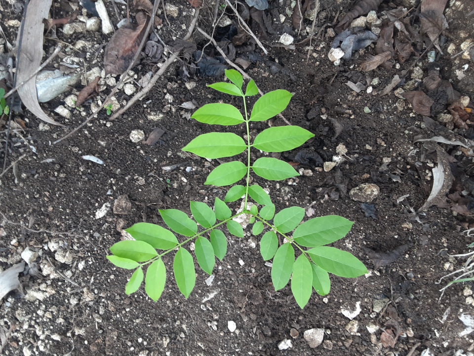 seedling