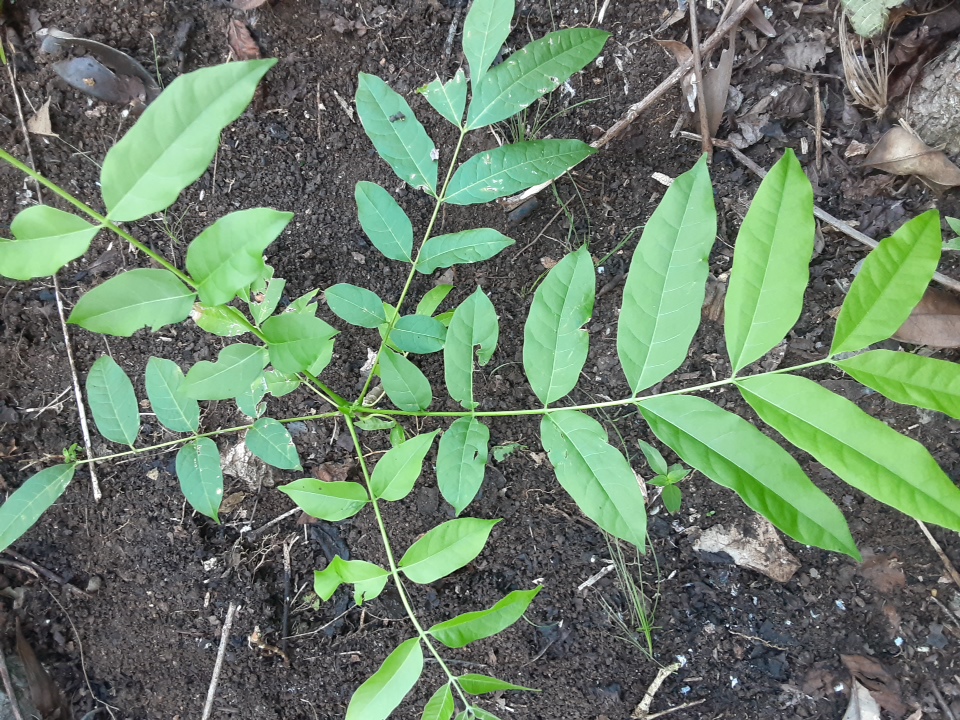 seedling