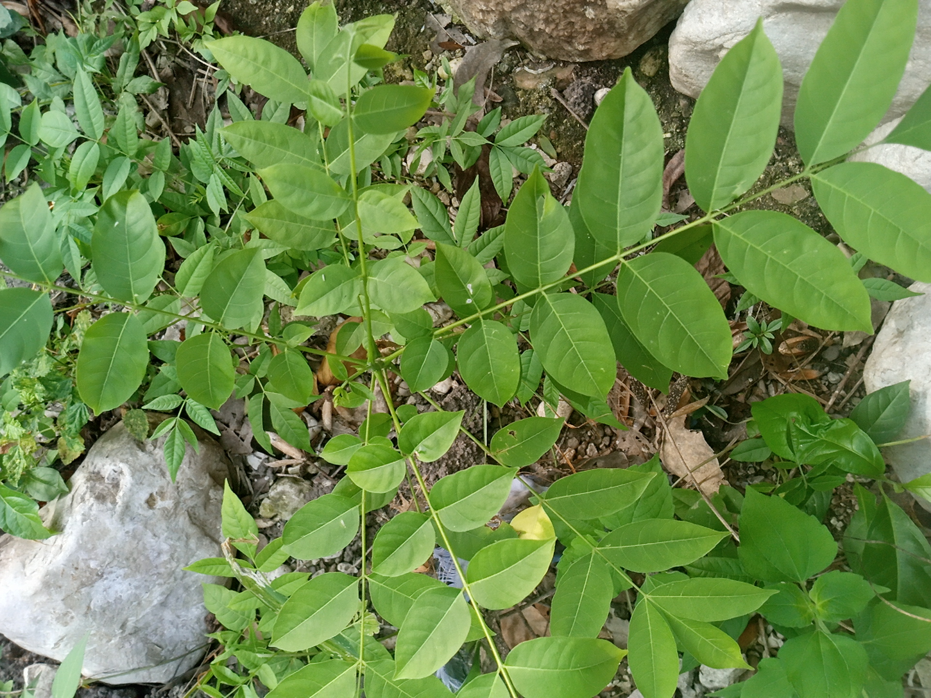 seedling