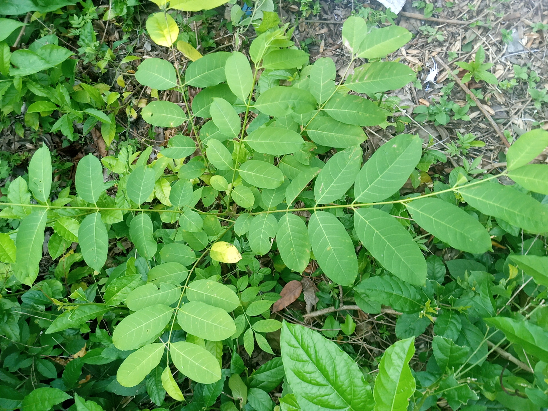 seedling