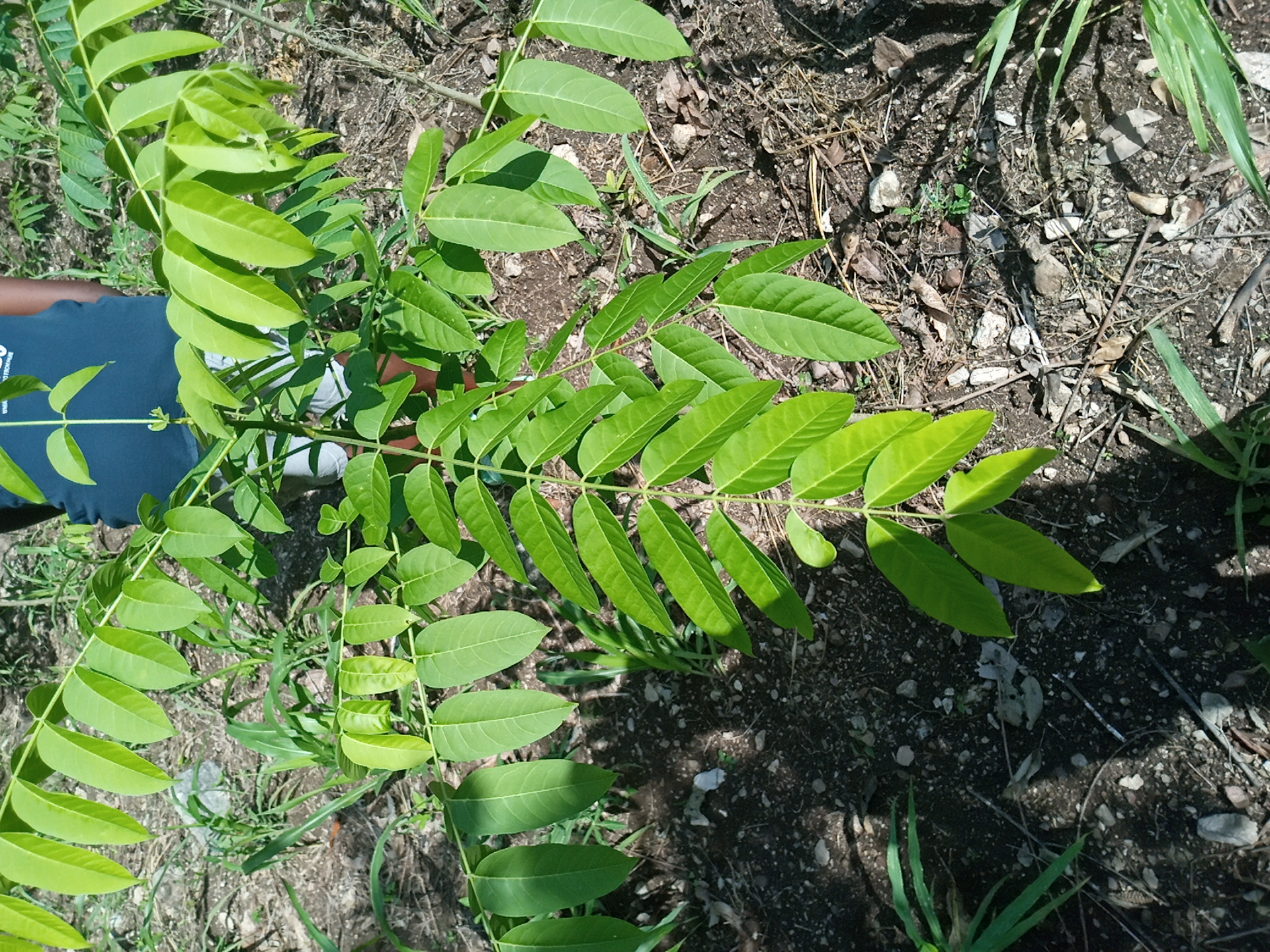 seedling