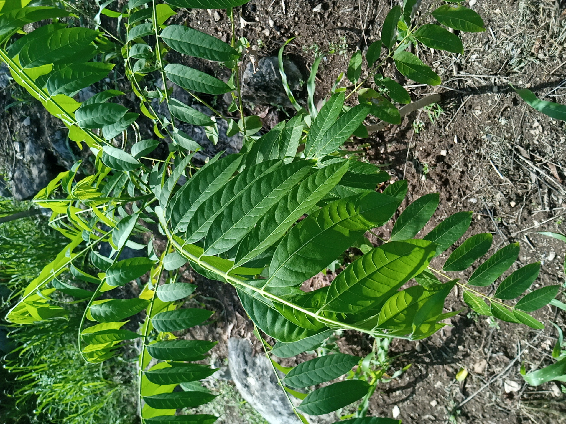 seedling