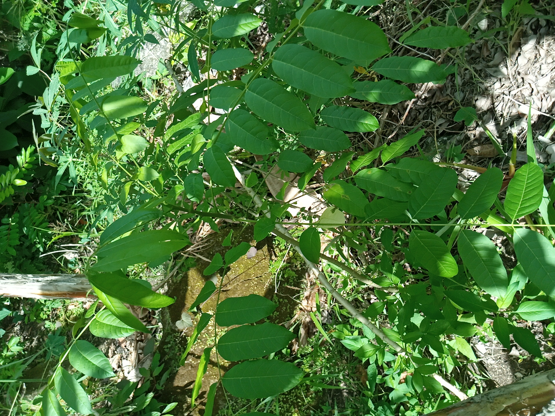 seedling