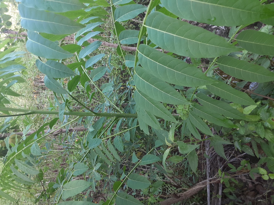 seedling