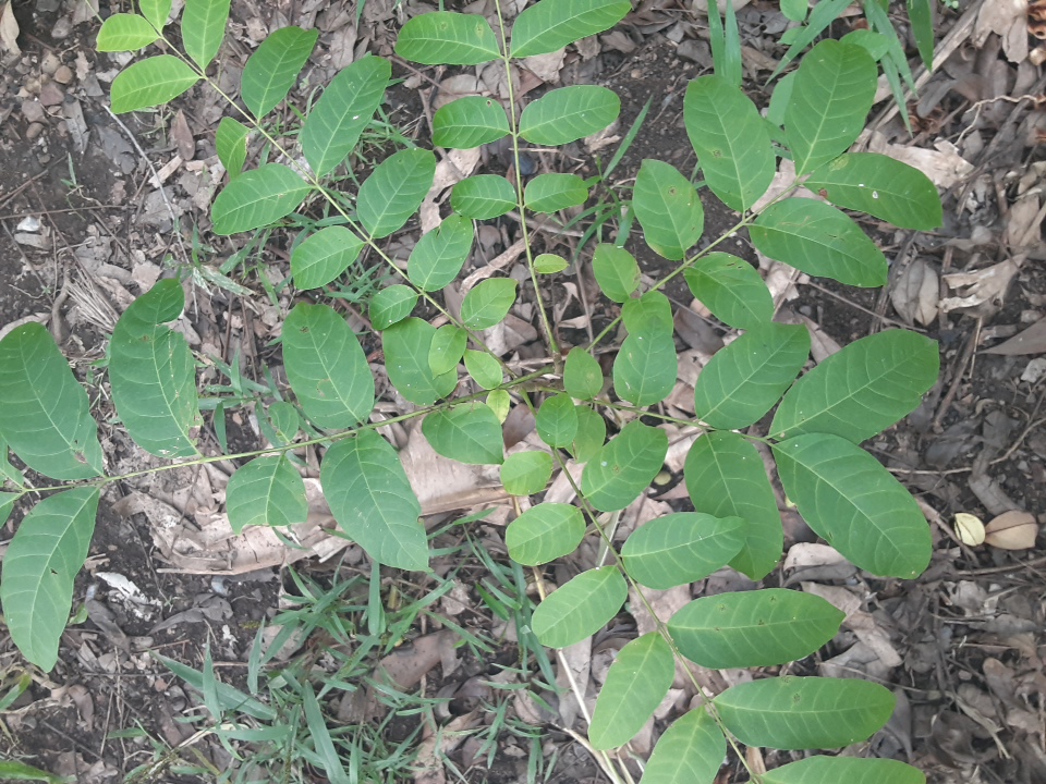 seedling