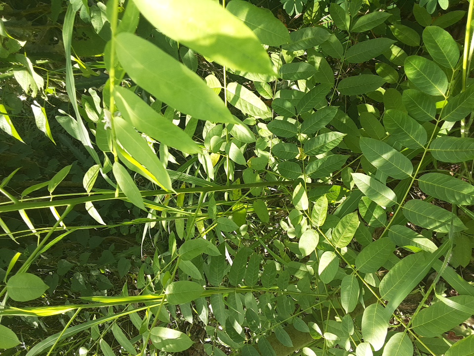seedling