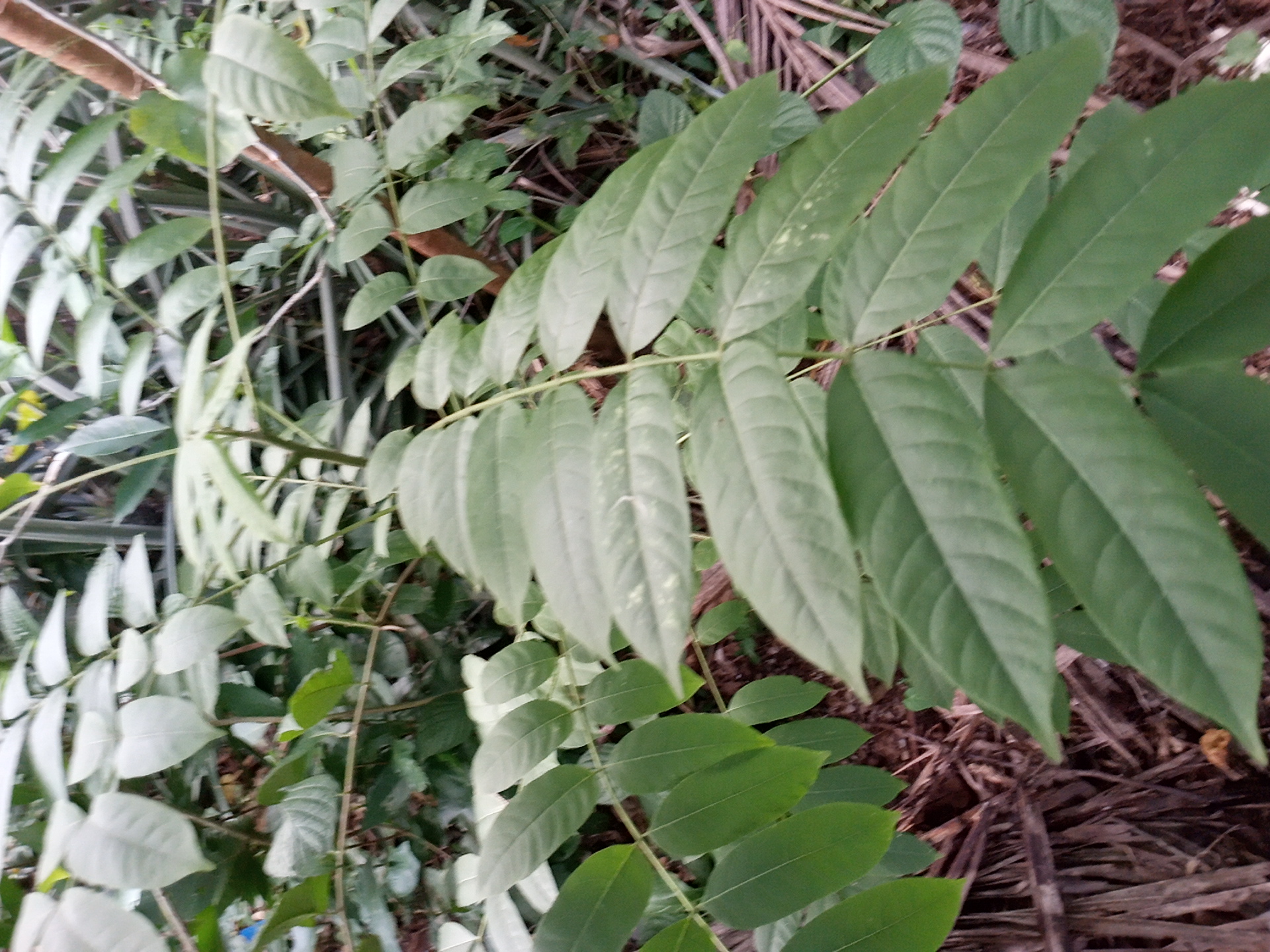 seedling
