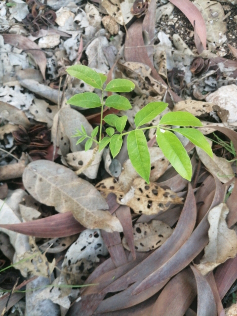 seedling