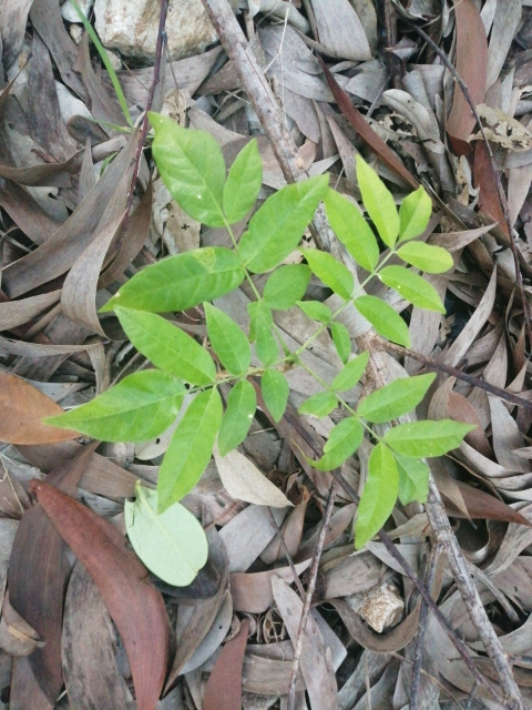 seedling